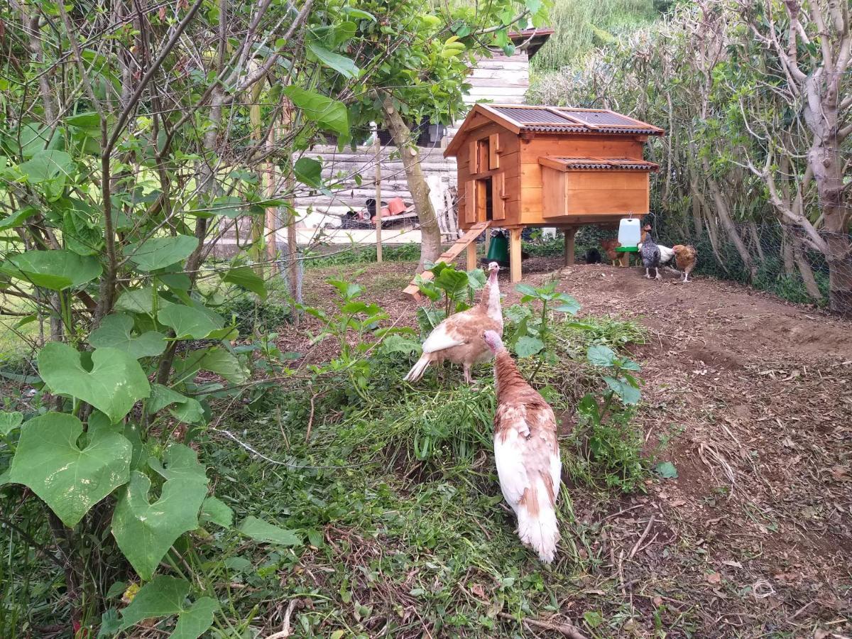 Quinta Da Pavoa - Cottage House Vila Franca do Campo Εξωτερικό φωτογραφία