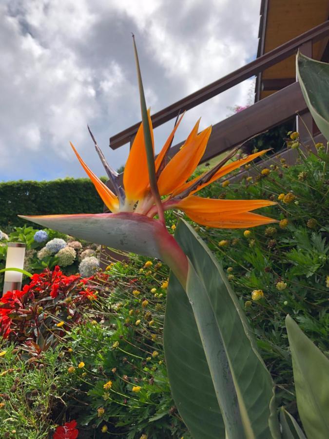 Quinta Da Pavoa - Cottage House Vila Franca do Campo Εξωτερικό φωτογραφία
